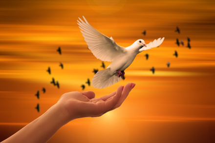 dove-g3c9c9ed8a_1920