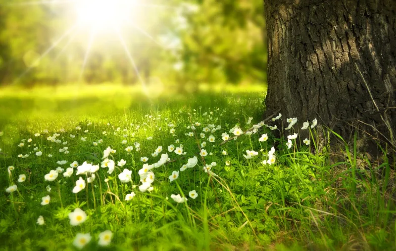 spring-276014_1920 (Foto: spring-276014_pixabay (picture free download))