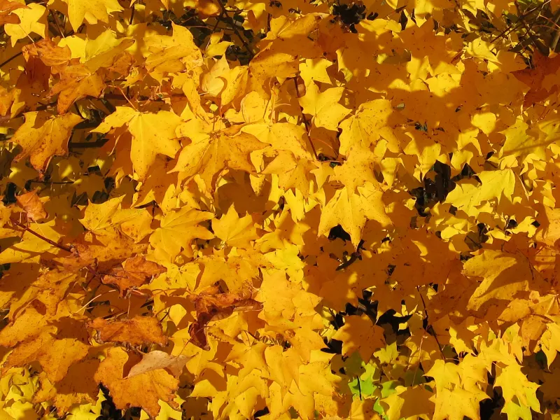 Herbstlaub (Foto: Werner Näf) Herbstlaub (Foto: Werner Näf)