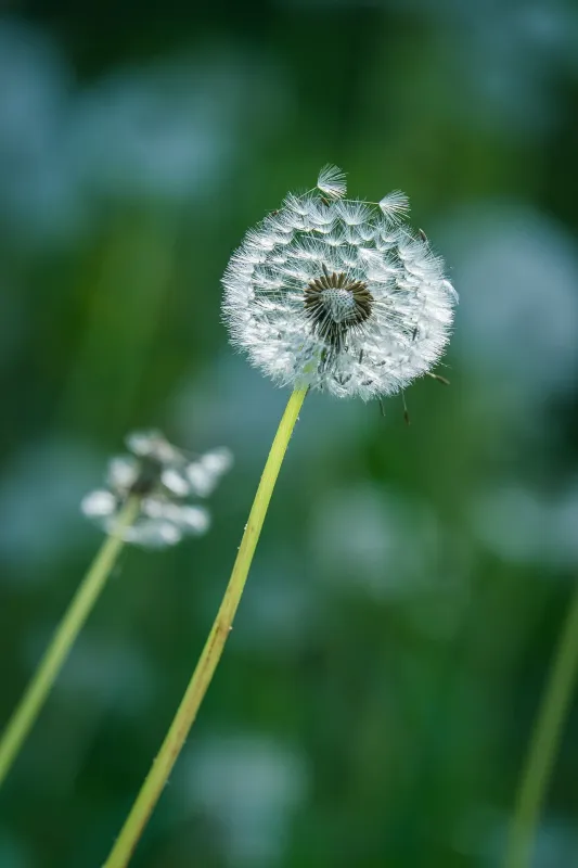 couleur-dandelion-10266709_1920 (Foto: pixabay free) couleur-dandelion-10266709_1920 (Foto: pixabay free)