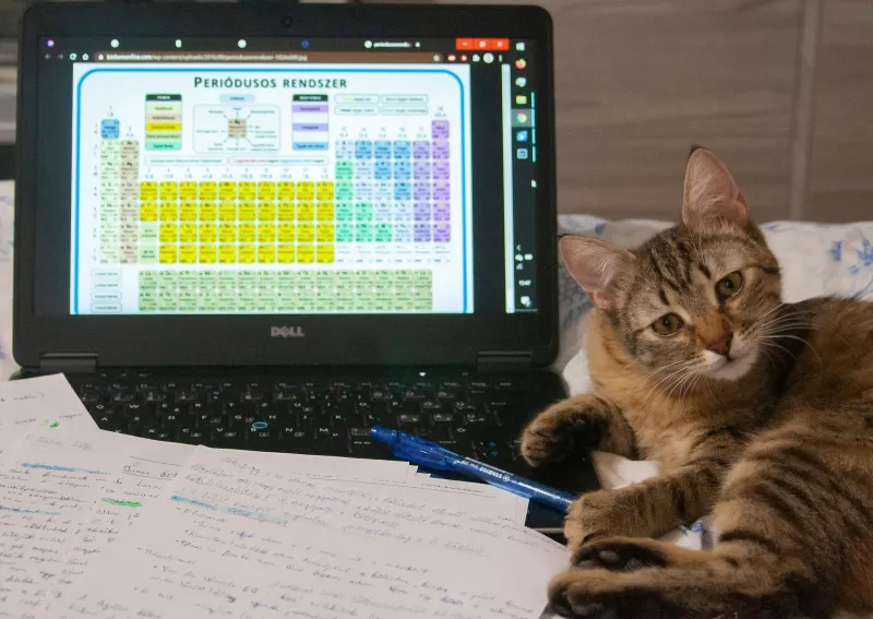 Pixaybay Katze mit Piodensystem (Foto: pixa free) Pixaybay Katze mit Piodensystem (Foto: pixa free)